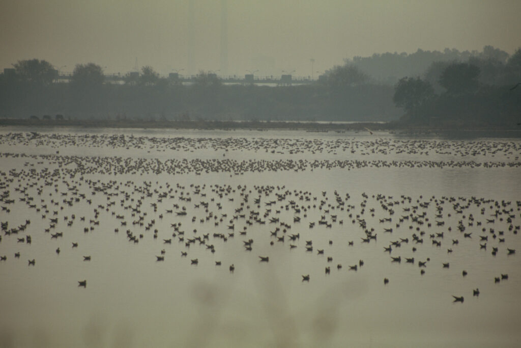 Okhla Bird Sanctuary